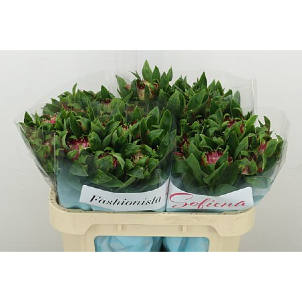 Alstromeria Fash Sofiena 70 cm A1