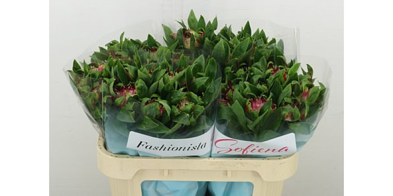 Alstromeria Fash Sofiena 70 cm A1