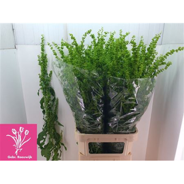 Rumex Crisp Unicorn 110cm A1