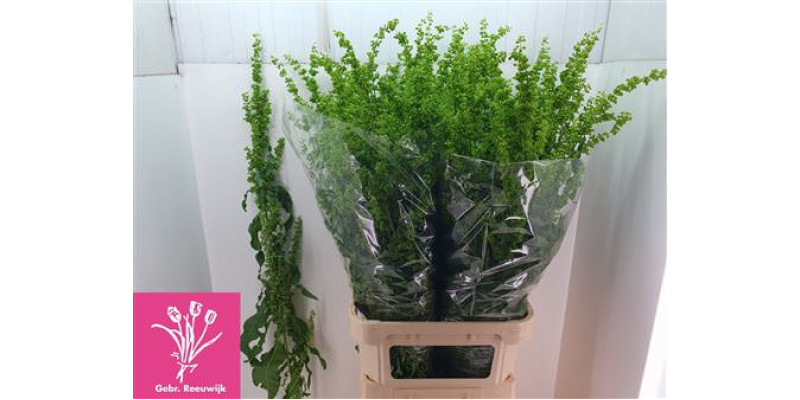 Rumex Crisp Unicorn 110cm A1