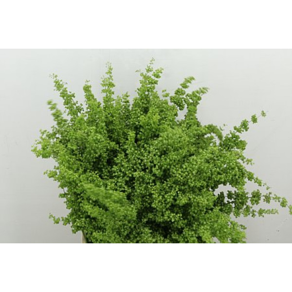 Rumex Crisp Unicorn 75cm A1