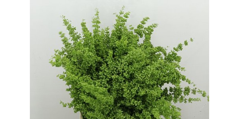 Rumex Crisp Unicorn 75cm A1