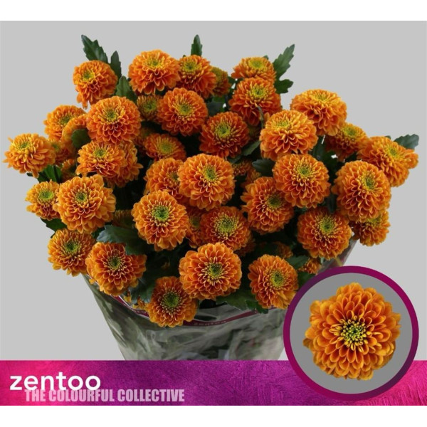 Chrysanthemums T Lionking 70 cm A1