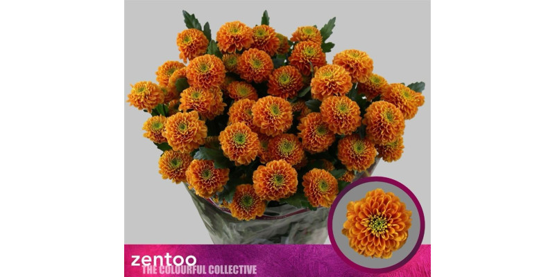 Chrysanthemums T Lionking 70 cm A1