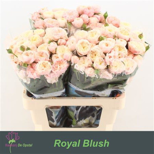 Rose Tr Royal Blush 60 cm A1