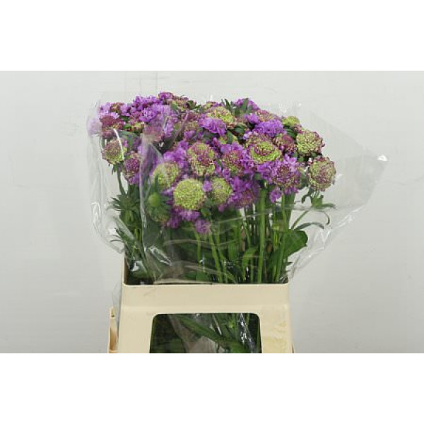 Scab At Bb Scoop Ube 60 cm A1