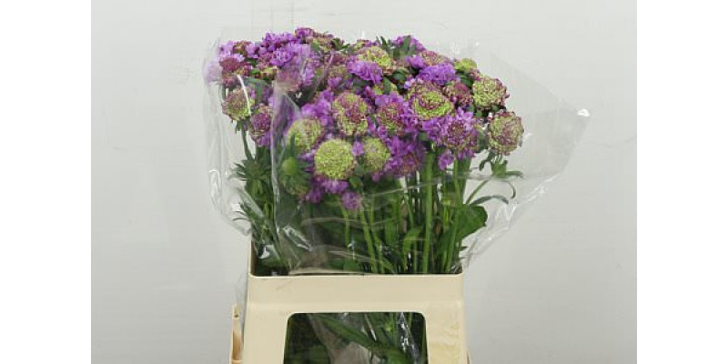 Scab At Bb Scoop Ube 60 cm A1
