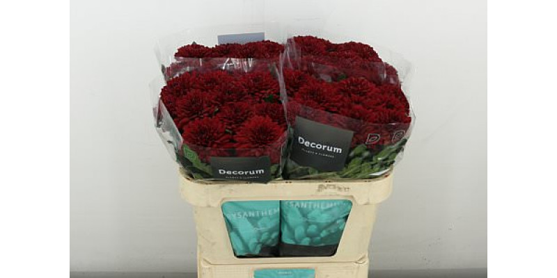 Chrysanthemums G Monza 70 A1