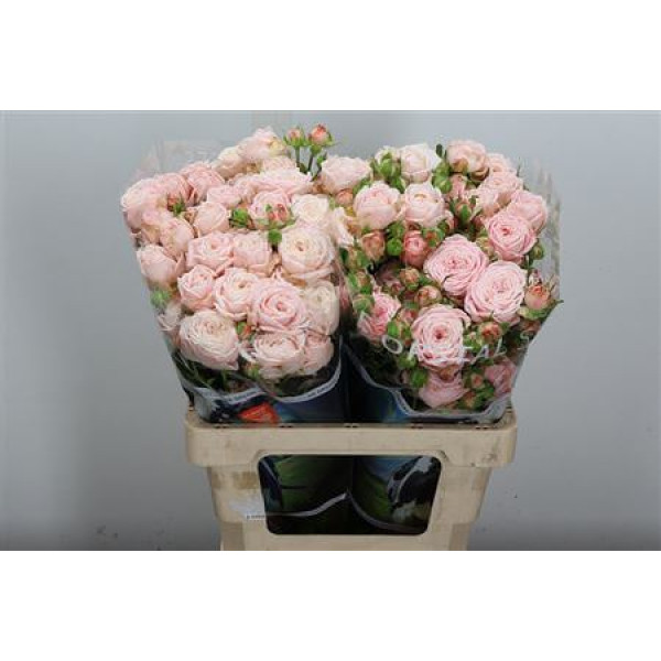 Rose Tr Nynke 60 cm A1
