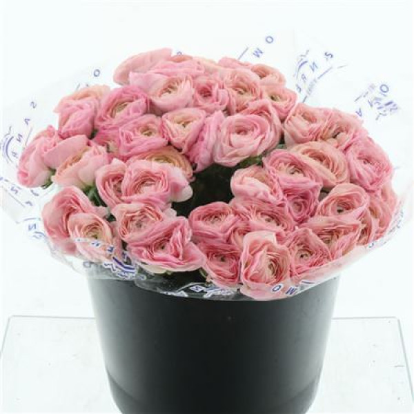 Ranunculus Su Sr Charleston Super 40 cm A1