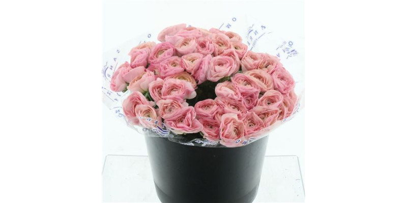 Ranunculus Clooney Charleston 40 cm A1