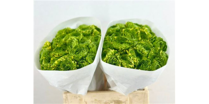Ranunculus Pon Pon Peterpan 45 cm A1