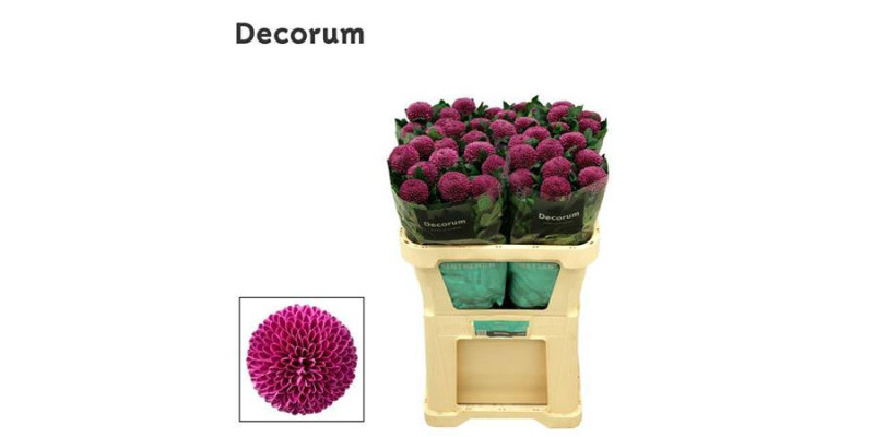 Chrysanthemums G Roxo 70 cm  A1