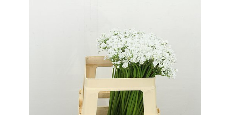 Allium Flocon 55cm 55 cm A1