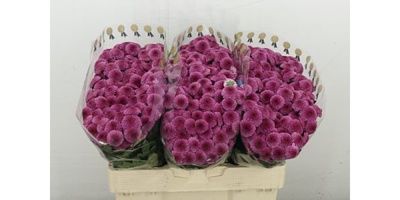 Chrysanthemums S Dropshot 55 cm A1