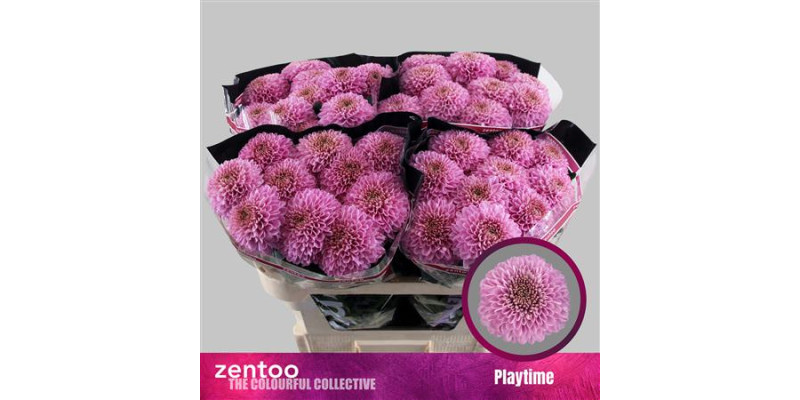 Chrysanthemums G Playtime 70 cm A1