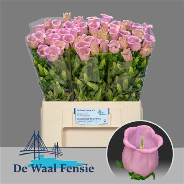 Camp M Champion Pink 60 cm A1