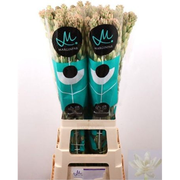 Poliant Tulips Elvy Ivor 80cm 80 cm A1