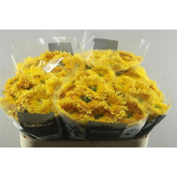 Chrysanthemums G Etrusko Orange 100 A1