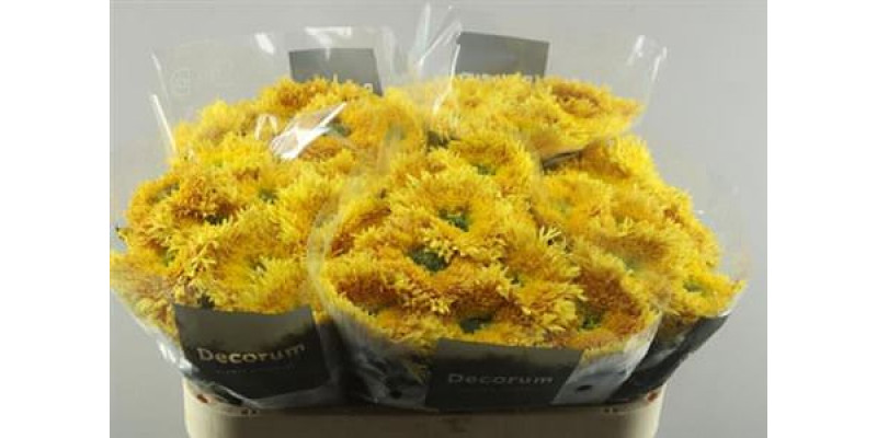 Chrysanthemums G Etrusko Orange 100 A1