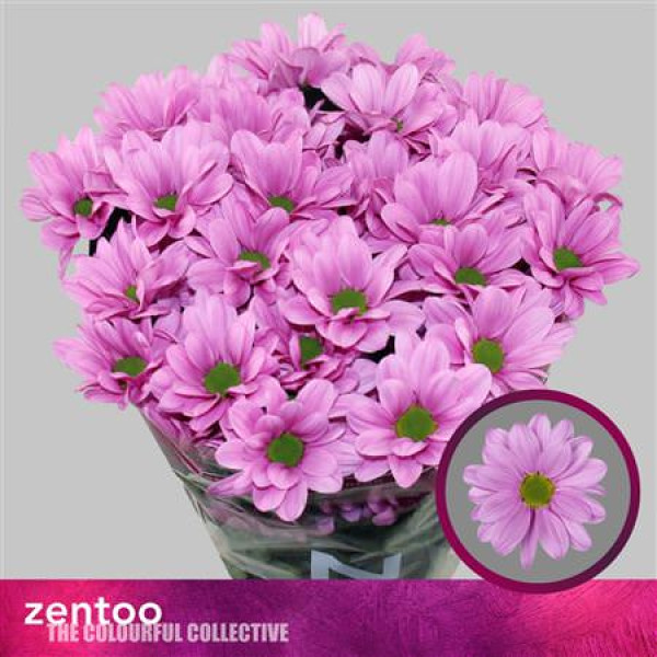 Chrysanthemums T Tendenza 0 A1