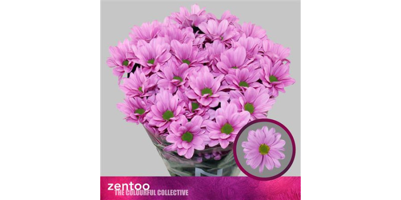 Chrysanthemums T Tendenza 0 A1