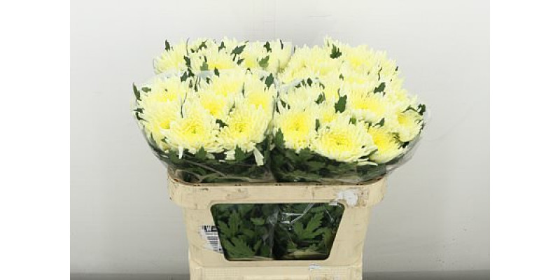 Chrysanthemums G Topspin Cream 70 cm A1