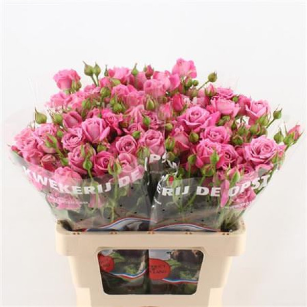 Rose Tr Pink Fame 60 cm  A1