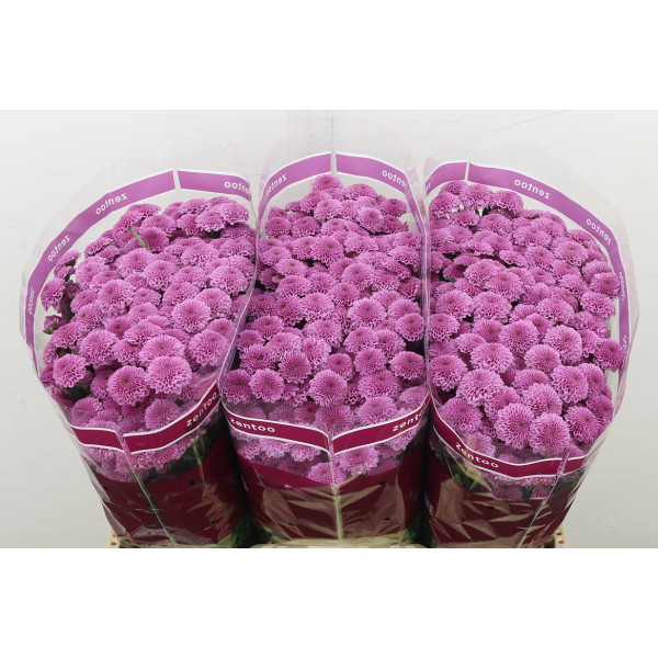 Chrysanthemums S Kismo Pink 55 cm A1