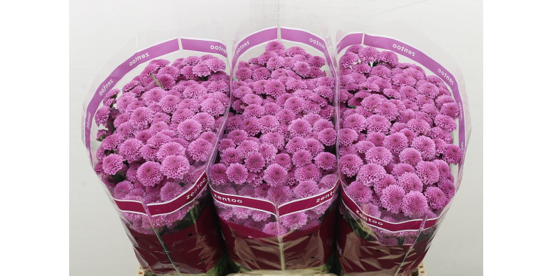 Chrysanthemums S Kismo Pink 55 cm A1