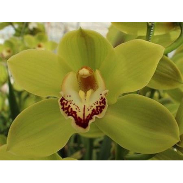 Orchid Cymb T Simba 100 cm A1