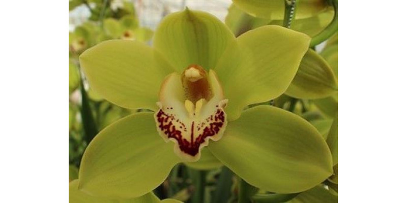 Orchid Cymb T Simba 100 cm A1