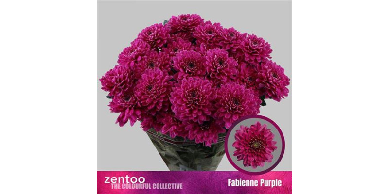 Chrysanthemums T Fabienne Purpl 70 cm A1
