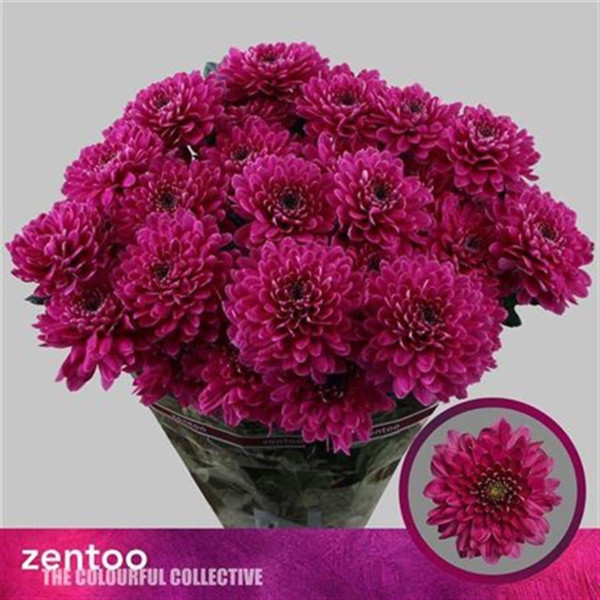 Chrysanthemums T Fabienne Purple 70 cm A1