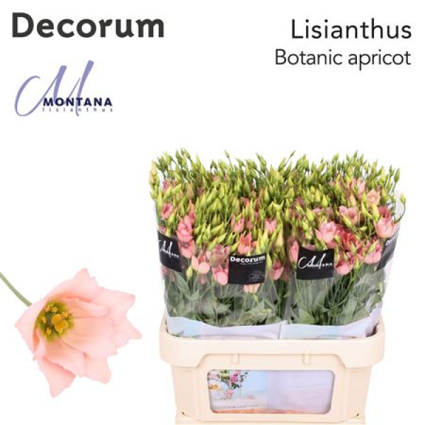 Lisianthus E Botanic Apricot 75cm A1