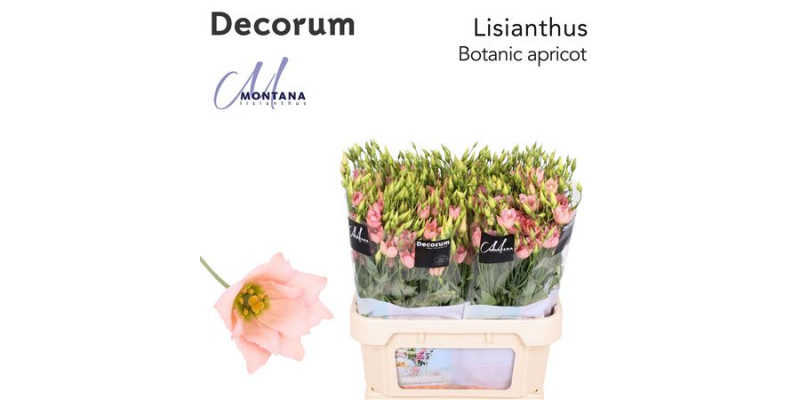 Lisianthus E Botanic Apricot 75cm A1