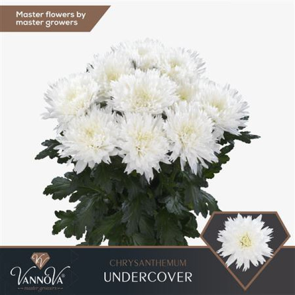 Chrysanthemums G Undercover 70 cm A1