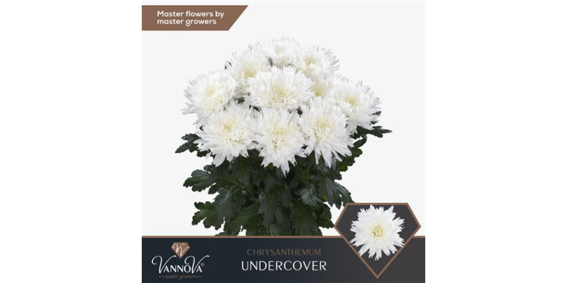 Chrysanthemums G Undercover 70 cm A1