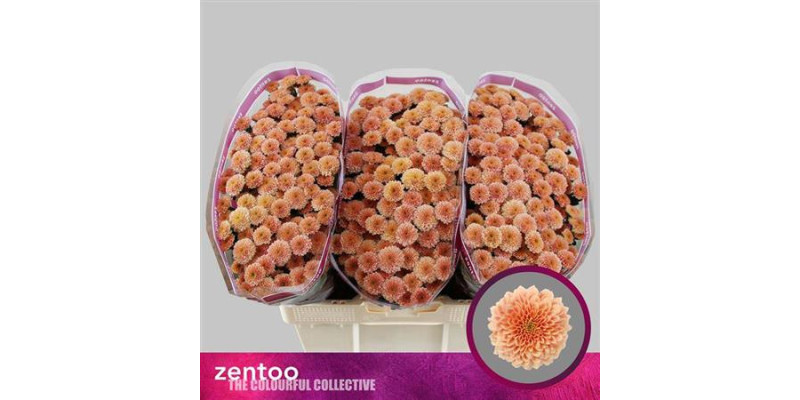 Chrysanthemums S Miller Apricot 55 cm  A1