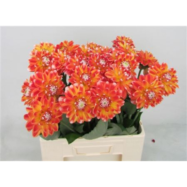 Dahlia Hapet Harmony 60cm A1