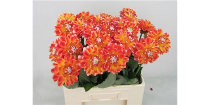 Dahlia Hapet Harmony 60cm A1