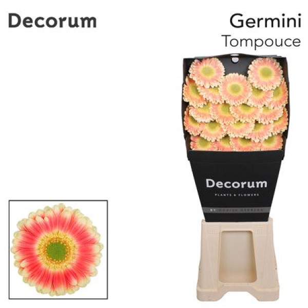 Germini Tompouce Diamond 47cm A1