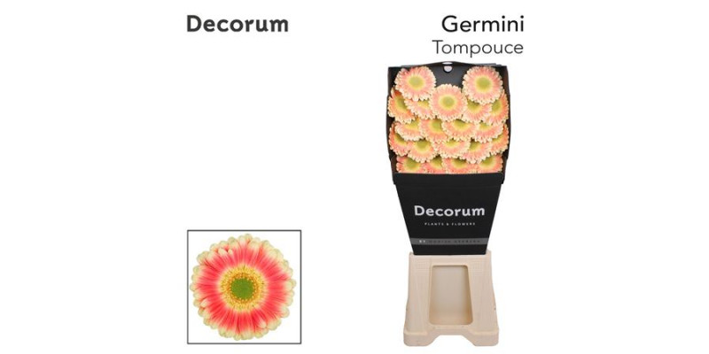 Germini Tompouce Diamond 47cm A1