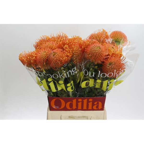 Nutans Ayoba Orange Zest 50 cm A1
