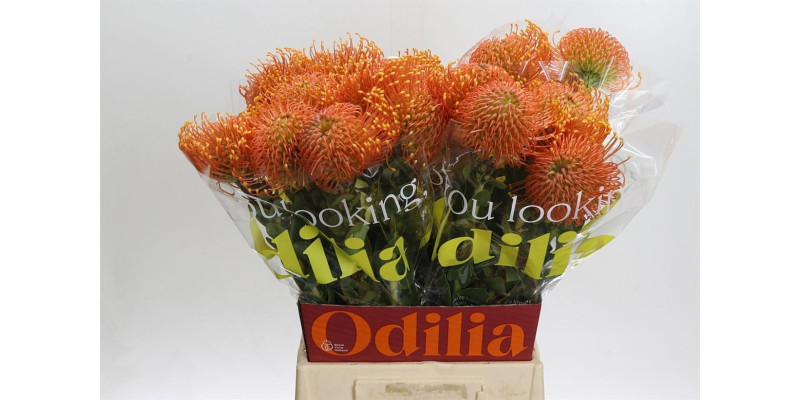 Nutans Ayoba Orange Zest 50 cm A1