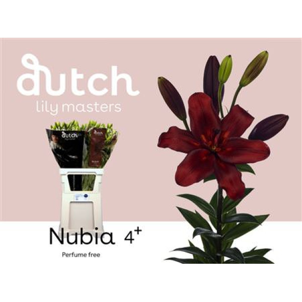Lillys La Nubia 4+ 90 cm A1