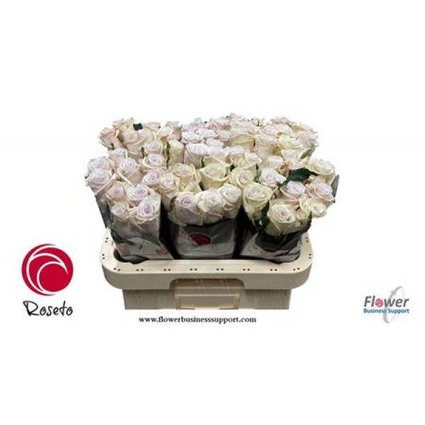 Rose Gr Silver Clouds 60cm A1