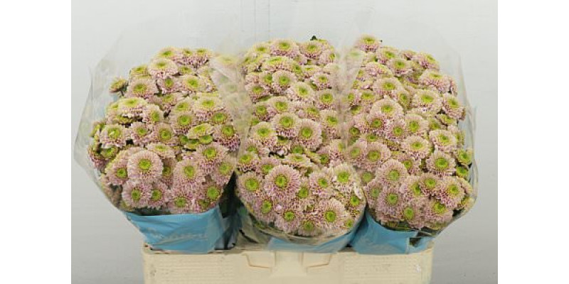 Chrysanthemums S Davina 55 cm A1