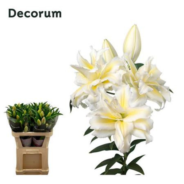 Lillys Or Du Rl Irvana 70cm A1