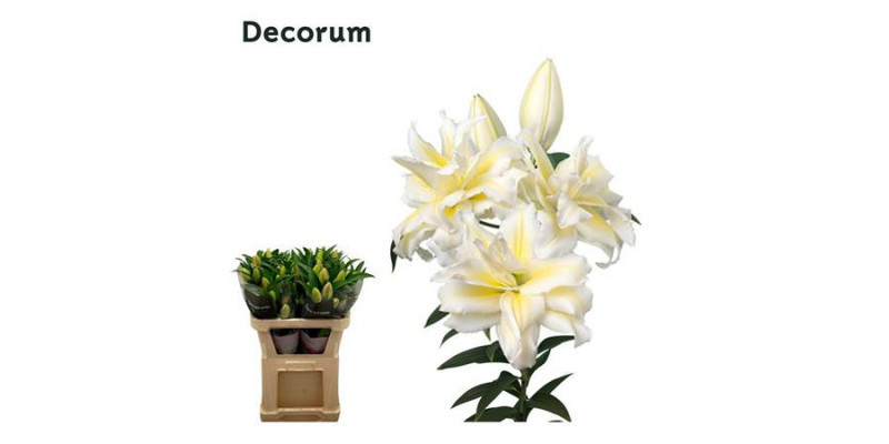 Lillys Or Du Rl Irvana 70cm A1